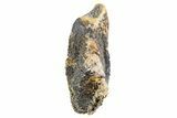 Fossil Hadrosaur (Edmontosaurus) Tooth - Montana #340937-1